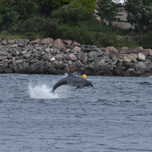 a flock of seagulls flying over a body of water