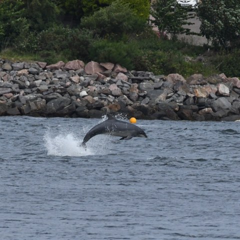 a flock of seagulls flying over a body of water