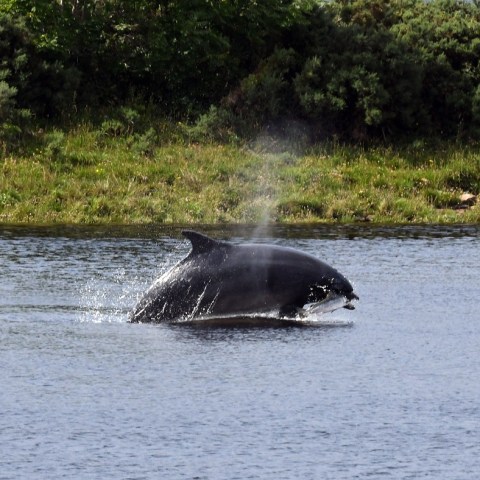 a small animal in a body of water