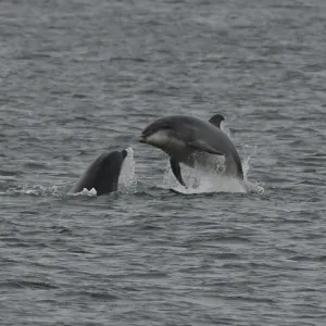 a whale swimming in a body of water