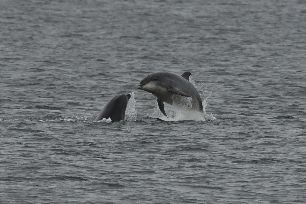 83 a whale swimming in a body of water