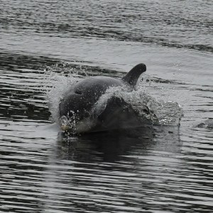 a dog swimming in a body of water