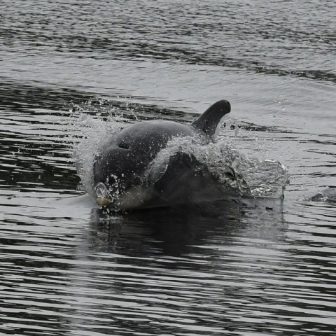 a dog swimming in a body of water