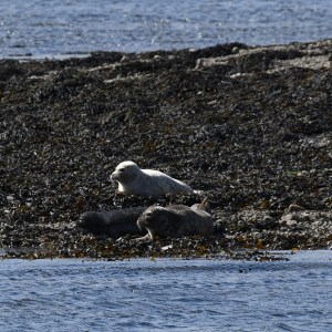 a bird flying over a body of water