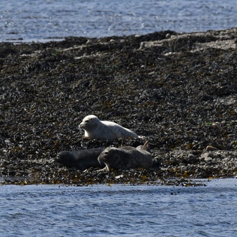 a bird flying over a body of water