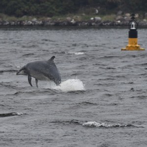 a dog in a body of water