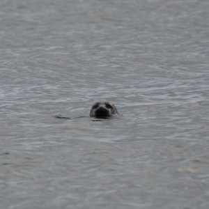 a dog swimming in a body of water