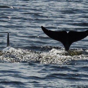 a whale jumping out of the water