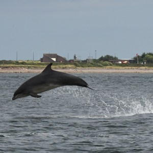 a whale jumping out of a body of water