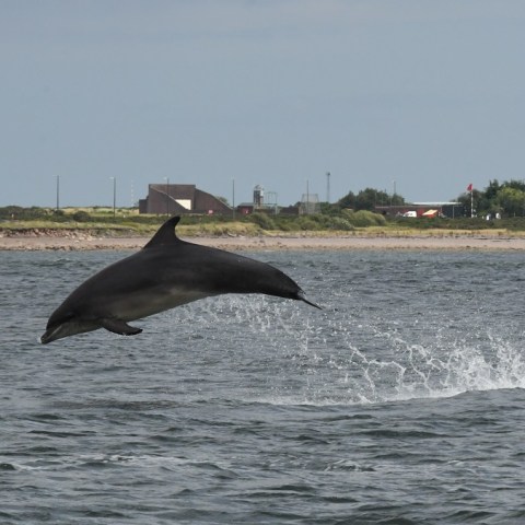 a whale jumping out of a body of water