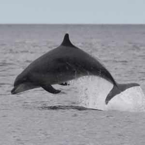 a whale jumping out of the water