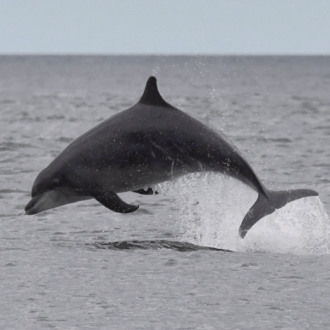 a whale jumping out of the water
