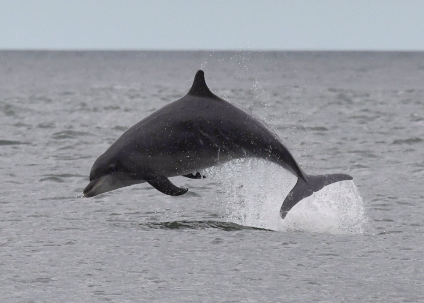 97 a whale jumping out of the water