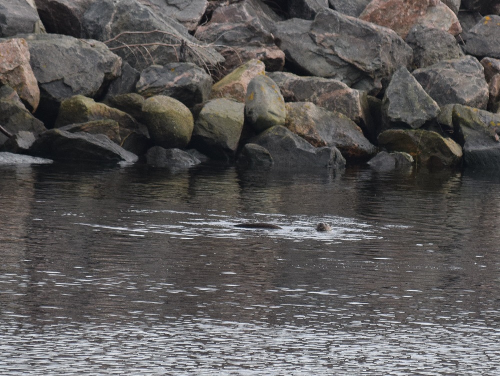 99 a bird standing on a rock next to water