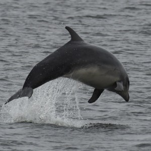 a bird flying over a body of water