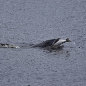 a bird swimming in water next to a body of water