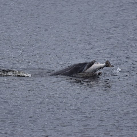 a bird swimming in water next to a body of water