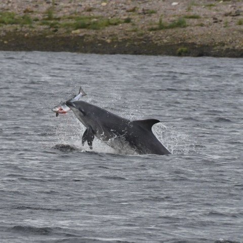 a small animal in a body of water