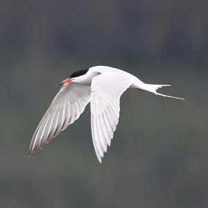 a bird flying in the sky