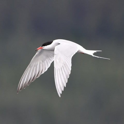 a bird flying in the sky