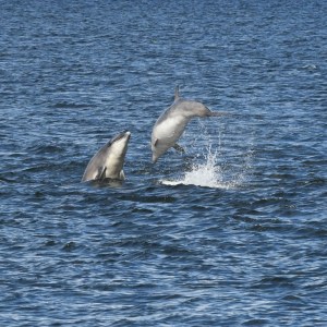a bird flying over a body of water