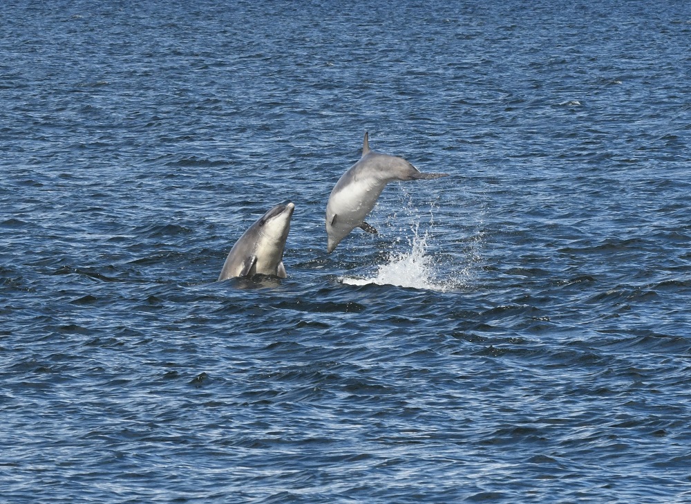 Zephyr-and-calf-breach-19.6.17-resized a bird flying over a body of water