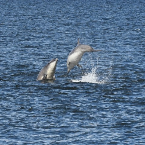 a bird flying over a body of water