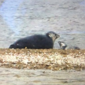 a bird standing on a beach near a body of water
