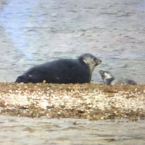 a bird standing on a beach near a body of water