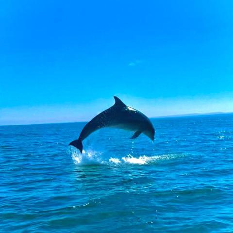 Dolphin!