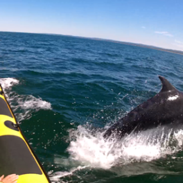 Dolphin breaching