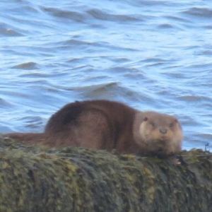 a brown bear standing next to a body of water