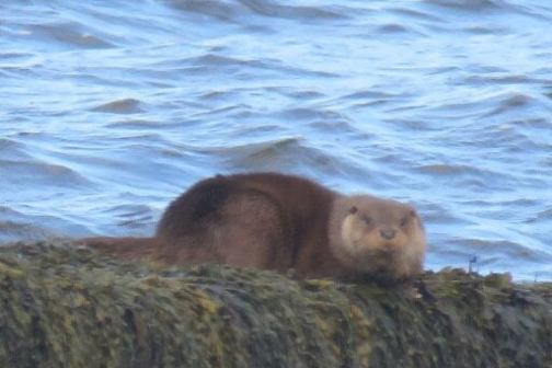 a brown bear standing next to a body of water