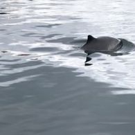 a dog swimming in a body of water
