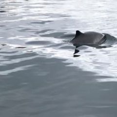 a dog swimming in a body of water