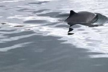 a dog swimming in a body of water