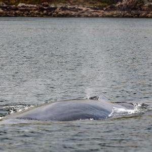 an animal in a body of water