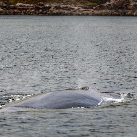 an animal in a body of water