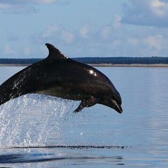 an animal swimming in the water