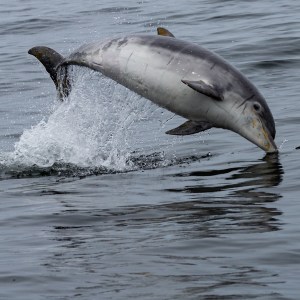 a bird swimming in water