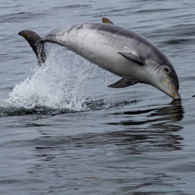 a bird swimming in water