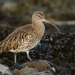 a bird standing on a rock