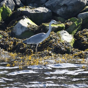 a bird standing on a rocky beach