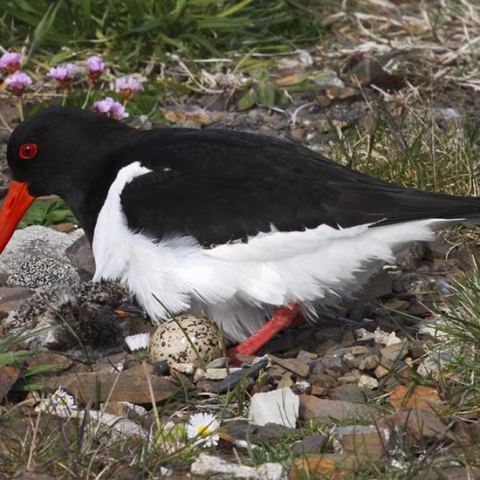 a bird standing on a rock next to a body of water