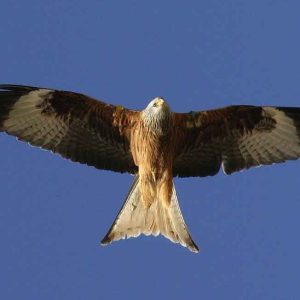 a bird flying in the sky