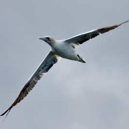 a bird flying in the air