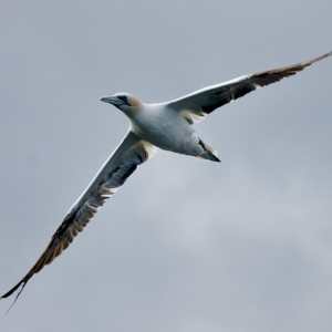 a bird flying in the air