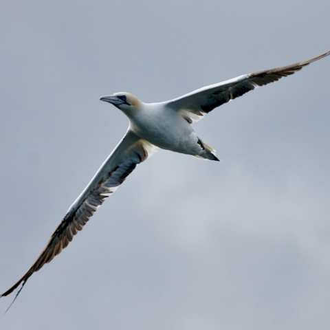 a bird flying in the air