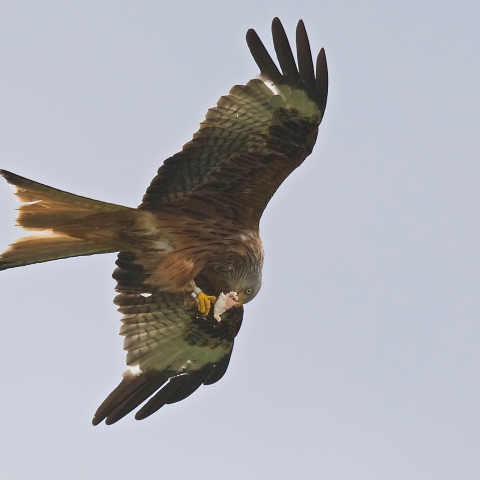 a bird flying in the air