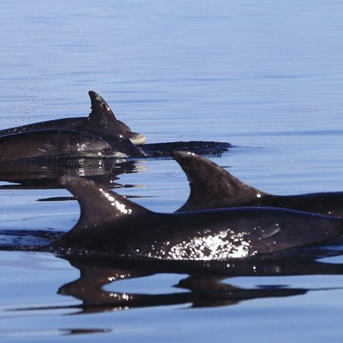 Four dolphins swimming in calm ocean water with a ship in the distance.